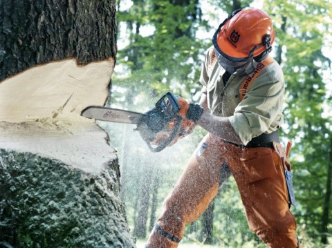 How To Make Tree Felling Notches & Hinges with a Chainsaw
